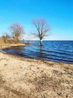 el árbol está en el agua. el lago inundó la orilla con un árbol. el lago en la primavera. Playa de arena. foto