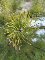 Green pine branch in close-up against the background of melted snow. photo