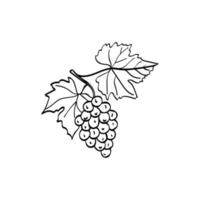 A bunch of grapes with leaves. Hand-drawn grapes. Doodle element. Simple vector sketch illustration isolated on a white background.