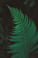 Freshness Green leaf of Fern on black background. Natural ferns pattern. Image close up. Copy, empty space for text photo