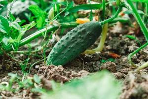 Fresh green cucumber on garden. Cucumber ripen on the garden. Copy, empty space for text