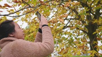 mujer asiática tratando de tomar una foto del árbol de cerca en otoño, usando un teléfono inteligente tomando una foto, hoja amarilla en el árbol, hermoso día en la temporada de otoño, suecia