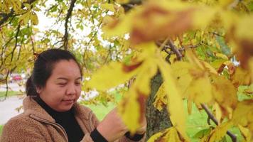 mujer asiática tratando de tomar una foto del árbol de cerca en otoño, usando un teléfono inteligente tomando una foto, hoja amarilla en el árbol, hermoso día en la temporada de otoño, suecia video