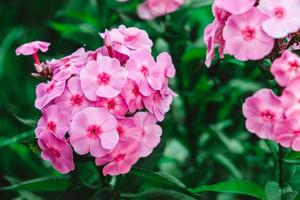 Pink phlox flowers on a background of green leaves. Garden flowers in soft pink shades. Copy, empty space for text photo