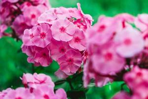 flores de phlox rosa sobre un fondo de hojas verdes. flores de jardín en suaves tonos rosas. copiar, espacio vacío para texto foto