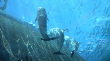 Habitants de la mer requin derrière la vitre de l'aquarium de Gênes Italie