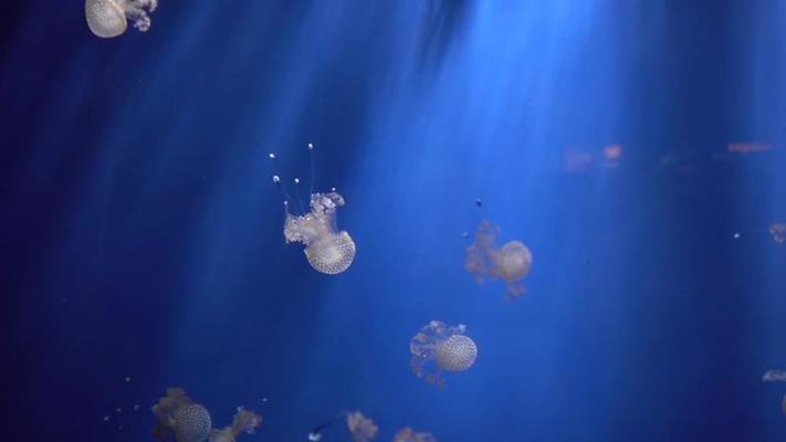 水族館影片