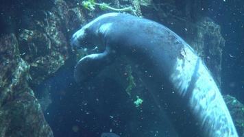 meeresbewohner hinter dem glas des aquariums genova italien video