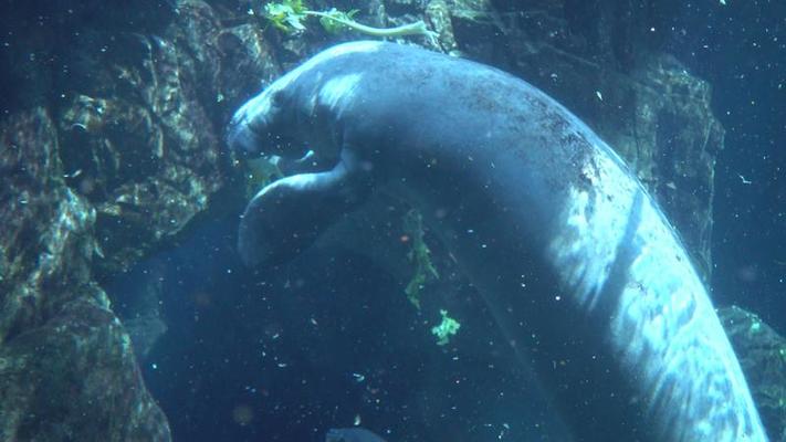 水族館影片