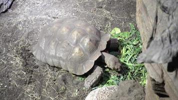 tortuga comiendo hierba verde en el acuario de genova - italia