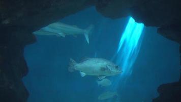 tiburones habitantes del mar detrás del cristal del acuario genova italia video