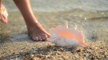 mano de mujer toma una gran y hermosa concha marina de molusco de una arena a orillas del mar