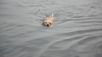 A Dog Golden Retriever swims for a Ball in River Water