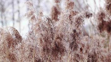 sementes de junco dourado em tons neutros sobre fundo claro. grama dos pampas ao pôr do sol. video