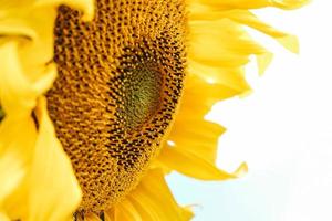 Sunflower detail isolated on white background photo