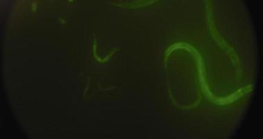 gusanos verdes resaltados bajo el microscopio, moviéndose en una placa de petri, toma macro video