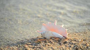 kvinna hand ta ett stort vackert snäckskal av blötdjur från en sand på stranden video