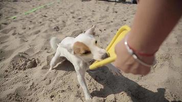Jack Russell chien jouer avec une plaque en caoutchouc sur une plage de sable
