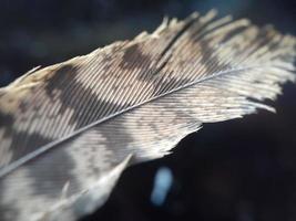 Close up of chicken feather with defocused background photo