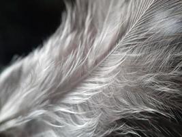 Close up of chicken feather with defocused background photo