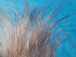 Close up of chicken feather with defocused background photo