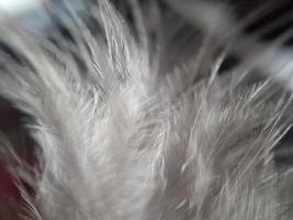 Close up of chicken feather with defocused background photo
