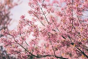 flor de cerezo silvestre del Himalaya en el árbol, hermosa flor rosa de sakura en el árbol del paisaje invernal con cielo azul foto