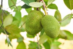 jackfruit on the jackfruit tree tropical fruit on nature leaf background photo