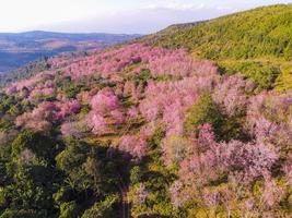 Aerial view pink forest tree environment forest nature mountain background, Wild Himalayan Cherry Blossom on tree, beautiful pink sakura flower winter landscape tree at at phu lom lo, Loei, Thailand. photo