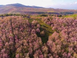 Aerial view pink forest tree environment forest nature mountain background, Wild Himalayan Cherry Blossom on tree, beautiful pink sakura flower winter landscape tree at at phu lom lo, Loei, Thailand. photo