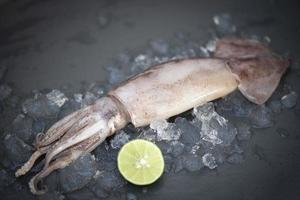 Raw squid on ice with salad spices lemon lime on the dark plate background, fresh squids octopus or cuttlefish for cooked food at restaurant or seafood market photo