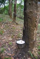 Rubber plantations with rubber latex in bowl extracted from rubber tree plantation agriculture of asian for natural latex photo