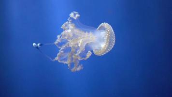 medusas de habitantes do mar atrás do vidro do aquário genova itália