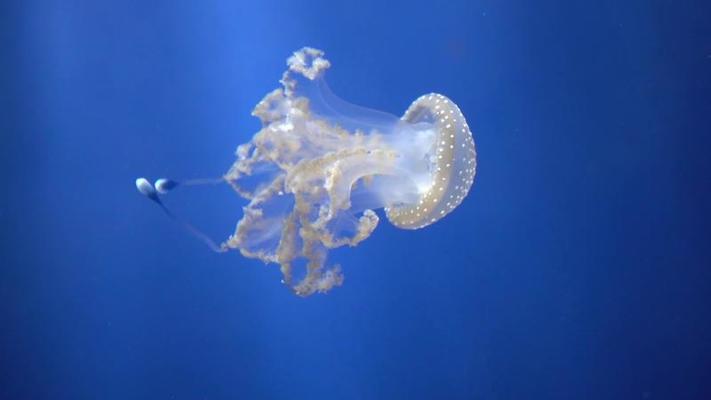 水族館影片