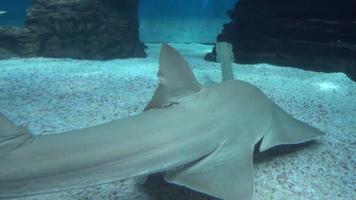 tiburones habitantes del mar detrás del cristal del acuario genova italia video