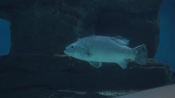 Sea inhabitants Shark behind the Glass of Aquarium Genova Italy video