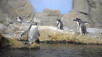 Pingüinos habitantes del mar detrás del cristal del acuario Génova Italia video
