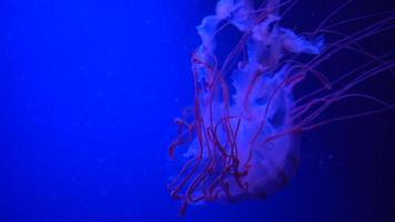 Méduses habitants de la mer derrière la vitre de l'aquarium de Gênes Italie