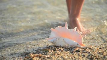 Main de femme prendre une grande belle coquille de mer de mollusque sur un sable au bord de la mer video