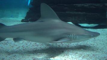 Sea inhabitants Shark behind the Glass of Aquarium Genova Italy video