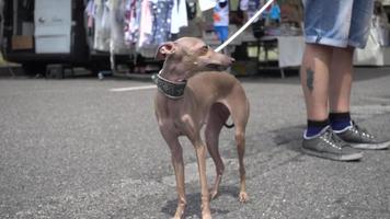 Man walk on the Street with Hound dog breed Whippet video
