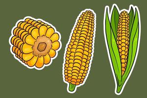 Corn set. Fresh corn cobs with and without leaves. vector