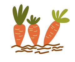 Carrot harvest. Ripe carrots in the garden. Gardening, harvest, beds. Vector cartoon illustration on a white background.
