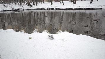 namoro de um pombo macho uma pomba branca no inverno perto do rio. fundo de inverno com muita neve video