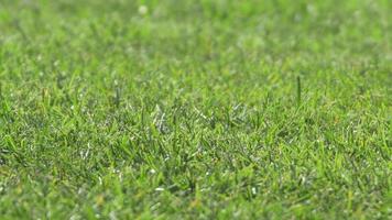 detalhe de grama em um campo de futebol.