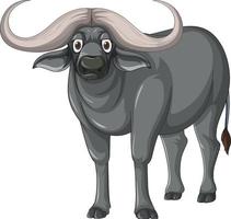 African buffalo isolated on white background