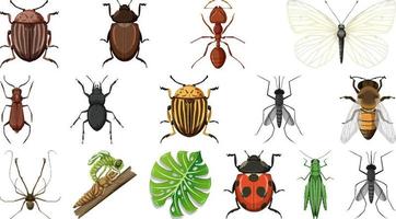 Colección de diferentes insectos aislado sobre fondo blanco. vector