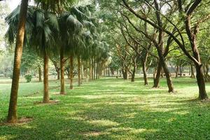 city parks with walkaway at early morning photo