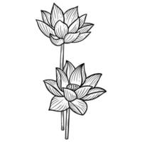 Hand Drawn Flower Lotus leafs naturals isolated sticker black botanical Line Art illustration vector