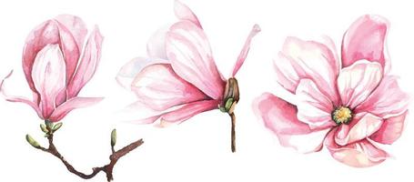 magnolia watercolor 2 vector